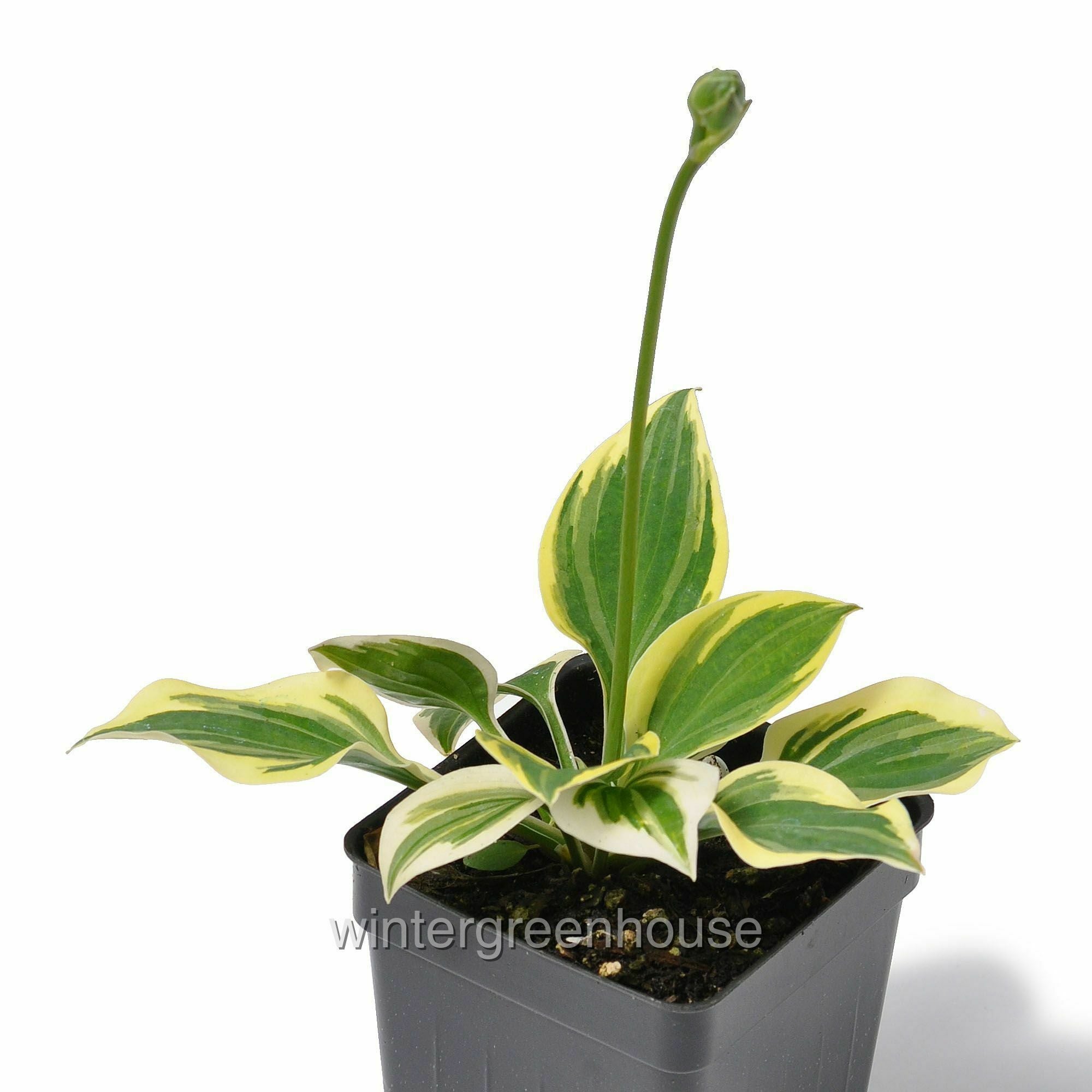 Hosta， Cameo - Pot Size: 3