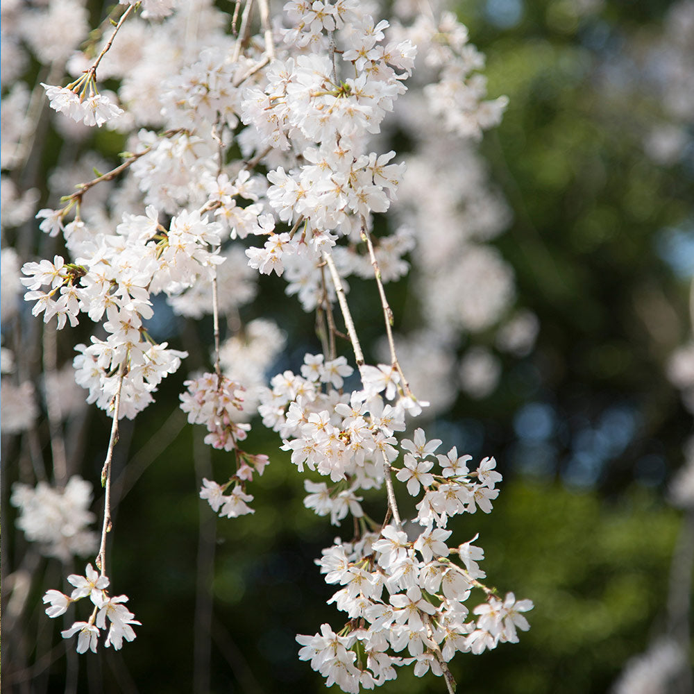 Weeping Yoshino Cherry Tree