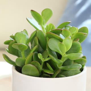 ALTMAN PLANTS Classic Jade Succulent (Crassula) Houseplant in 3.5 in. Grower Pots (6-Pack) 0873246