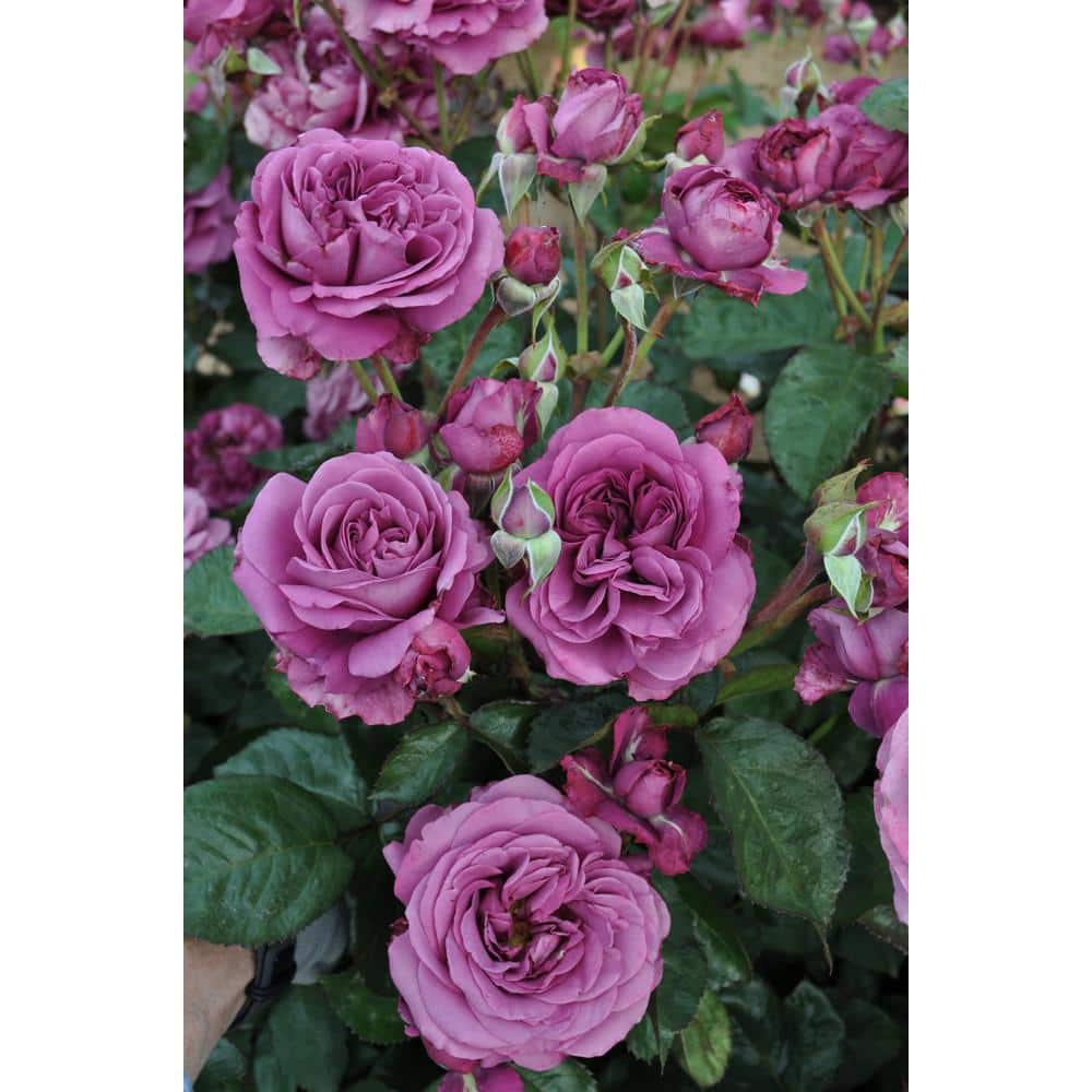 BLOOMABLES Bareroot Sunbelt Plum Perfect Floribunda Rose Bush with Lavender-Purple Flowers (2-Pack) HD1405