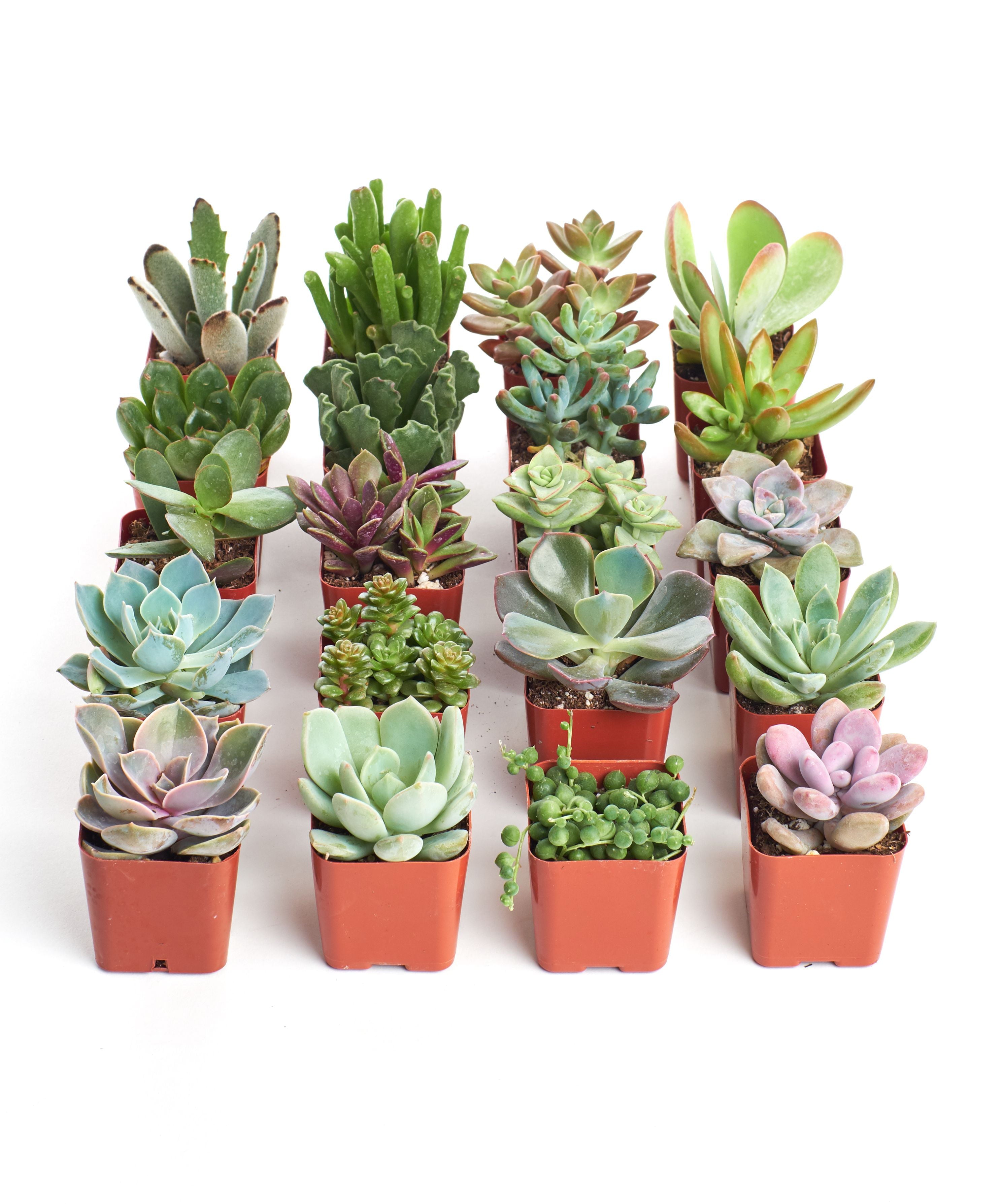 Home Botanicals Unique Succulent (Collection of 20)