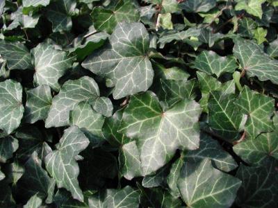 Classy Groundcovers - Hedera helix 'Baltica'  {50 Bare Root Plants}