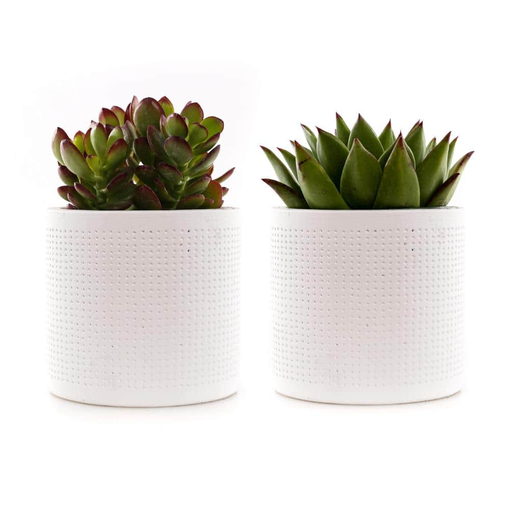 4 in. Assorted Succulent Set in White Dot Pot (2-Pack) SUCCLYAS39CMSWD