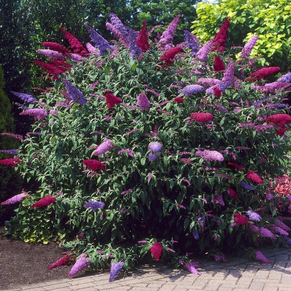 national PLANT NETWORK 4 in. Triple Treat Butterfly Buddleia Flowering Shrub with Red-White-Purple Flowers (4-Piece) HD1089