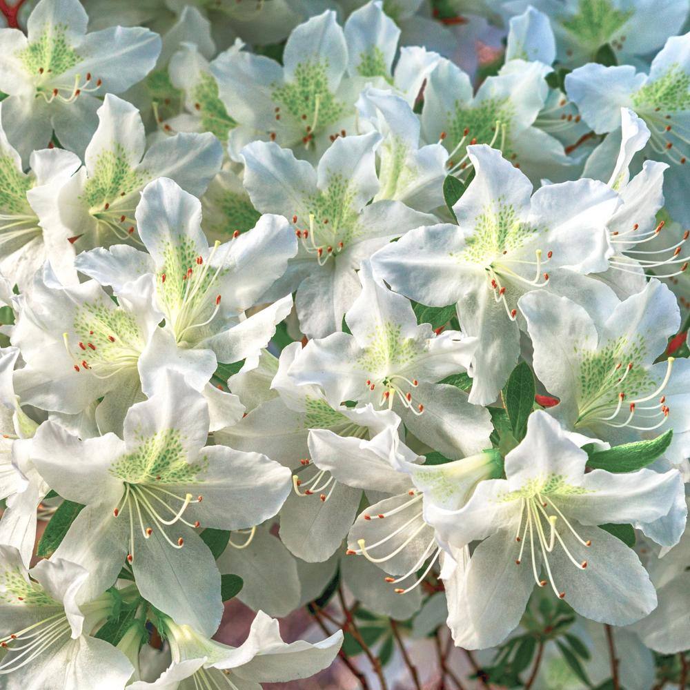 national PLANT NETWORK 2.25 Gal. Azalea Glacier Flowering Shrub with White Blooms HD7037