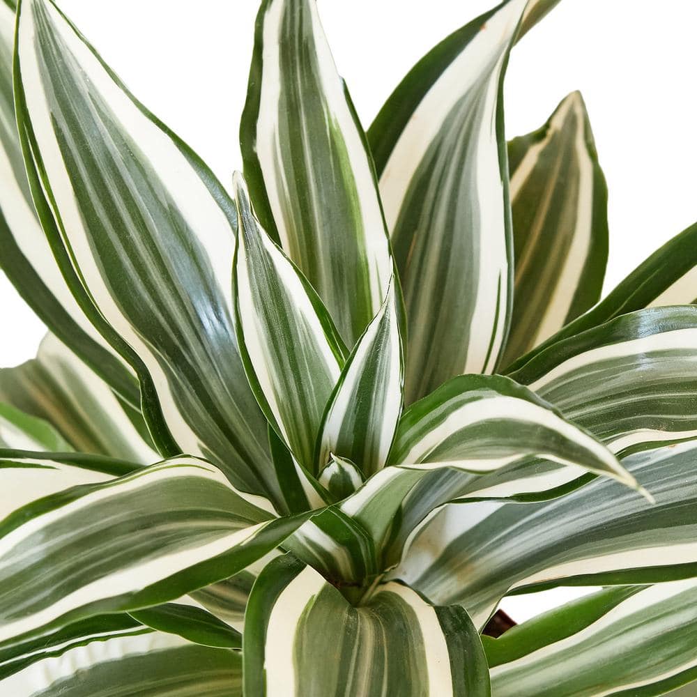 White Jewel (Dracaena) Plant in 4 in. Grower Pot 4_DRACAENA_WHITE.JEWEL