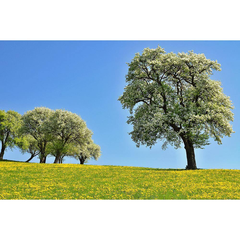 Online Orchards Cleveland Select Flowering Pear Tree Bare Root FLPR001