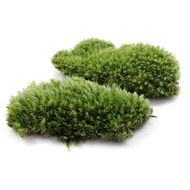 1Pcs Green Artificial Fake Moss Coral Stone Model Grass Plant Potted Micro Landscape Fairy Garden Aquarium Ornament Decoration