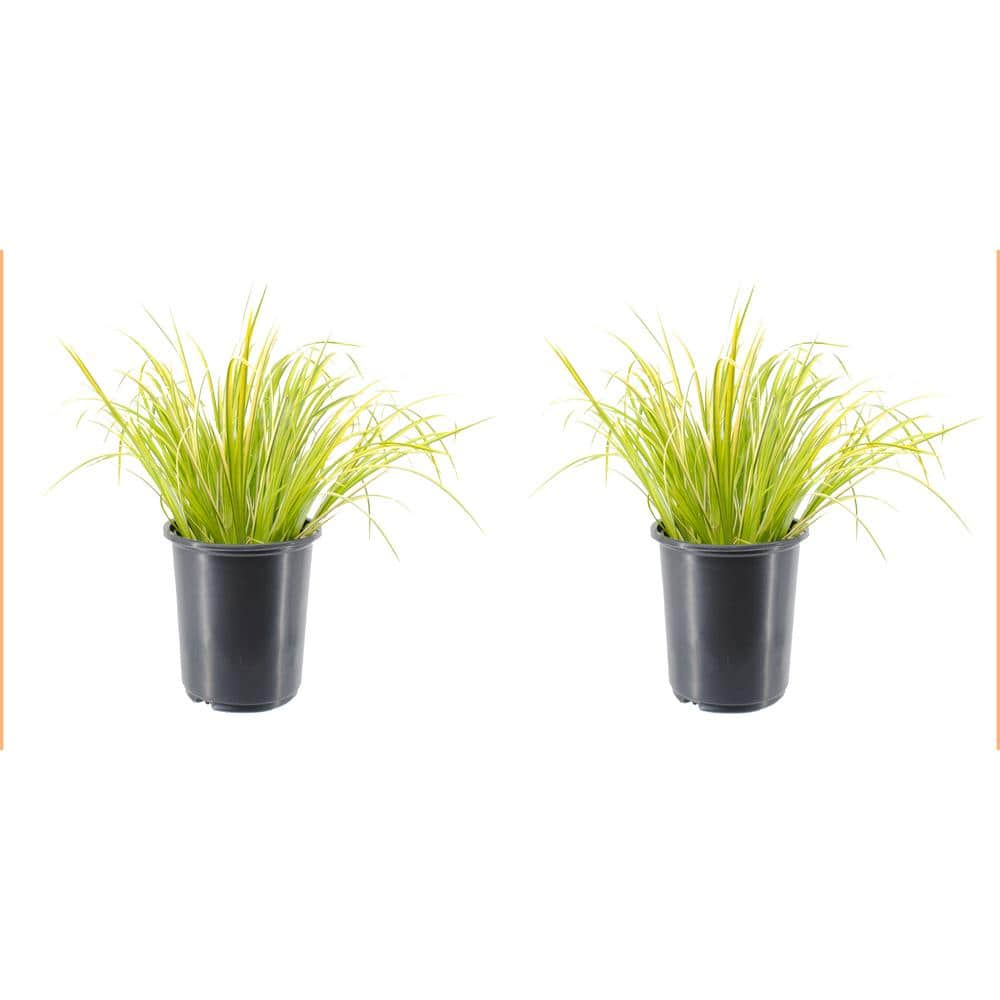 2.5 qt. Perennial Grass Acorus g. Ogon (2-Pack) 1470