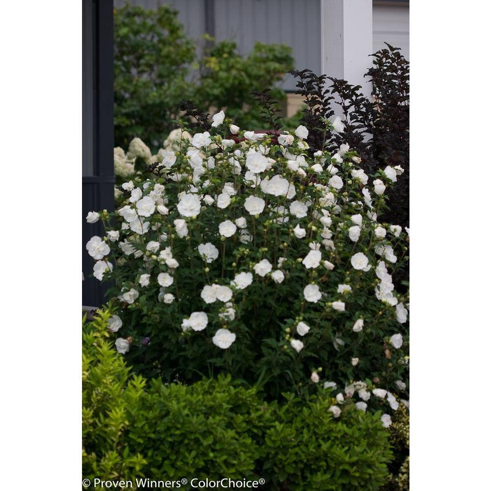 PROVEN WINNERS 1 Gal. White Chiffon Rose of Sharon (Hibiscus) Live Shrub White Flowers HIBPRC2016101