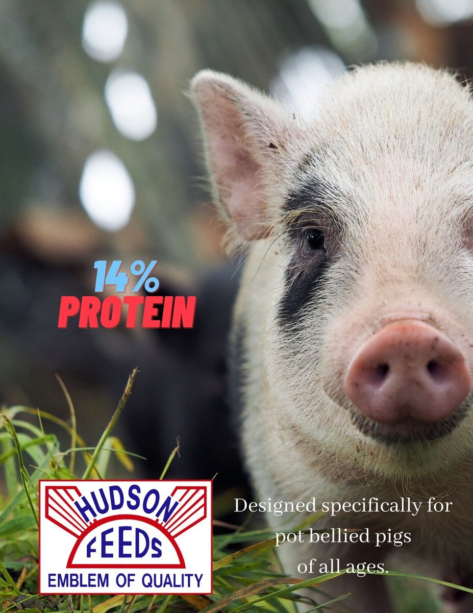 Hudson Feeds Swine Feeds Pot Bellied Pig Food， 50-lb bag