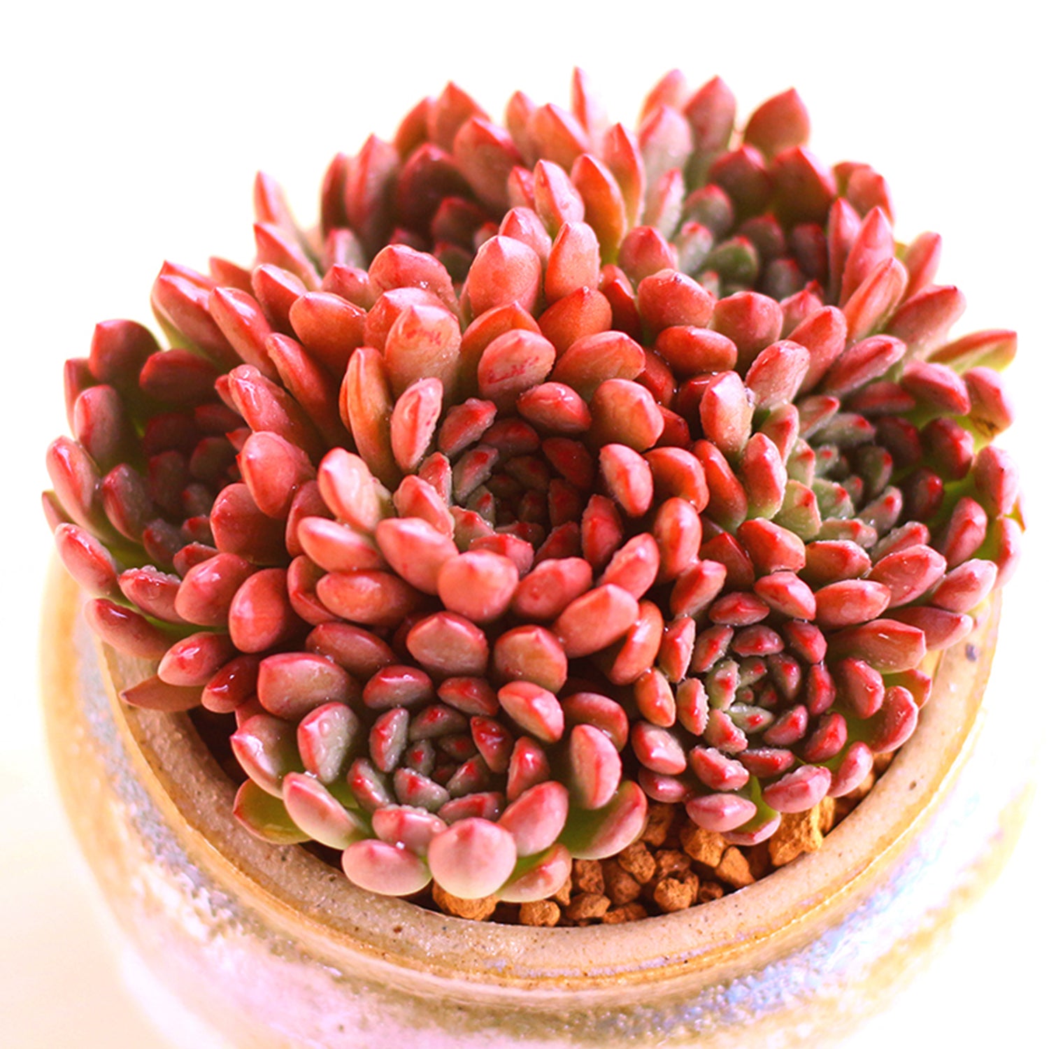 Succulent Sedeveria Pink Ruby， Fully Rooted in 2