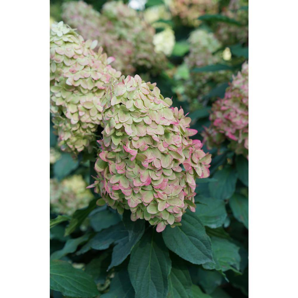 PROVEN WINNERS 3 Gal. Limelight Prime Hydrangea (Arborescens) Live Shrub Green and Pink Flowers 11194