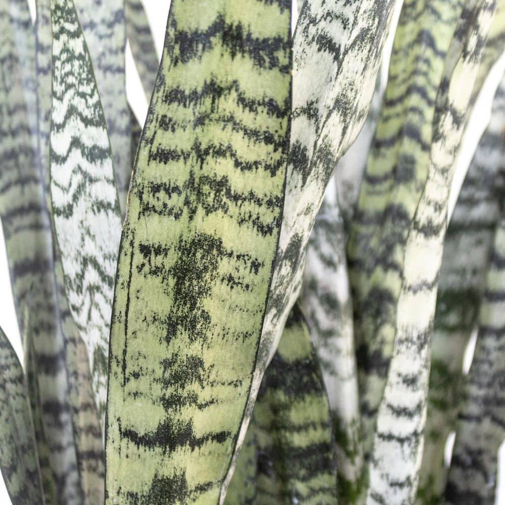 United Nursery Sansevieria Zeylanica Live Snake Plant Indoor Outdoor Easy Care Plant in 10 inch Premium Ecopots Pure White Pot SZEYLANICA10PW