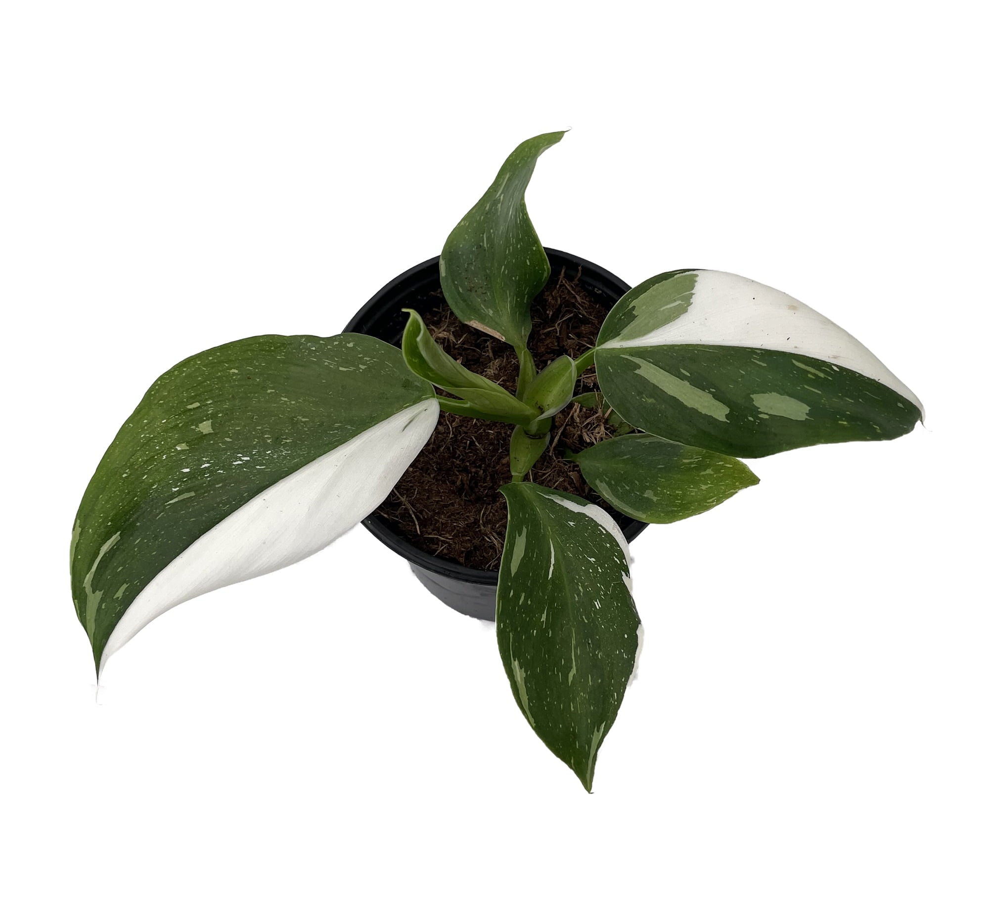 White Wizard Philodendron - 4