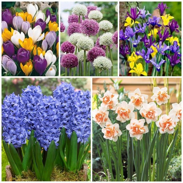 Amazing Flower Bulbs - (15 Bulbs Pack)