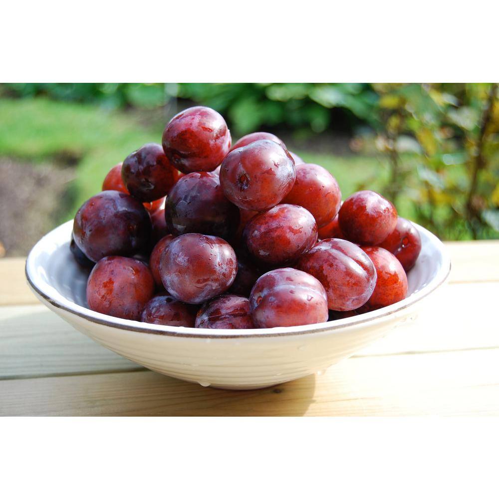 Online Orchards 3 ft. Santa Rosa Plum Tree Semi Dwarf with Large Red Fruit and Vigorous Growth FTPL203