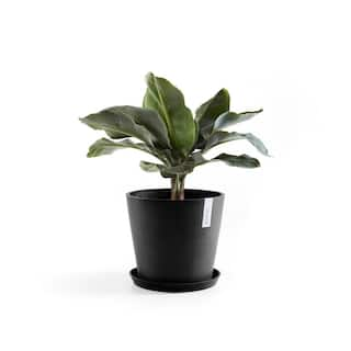 O ECOPOTS BY TPC Amsterdam 10 in. Dark Grey Premium Sustainable Planter ( with Saucer) AMS.25.DG