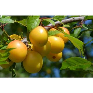 Online Orchards Dwarf Shiro Plum Tree Bare Root FTPL004