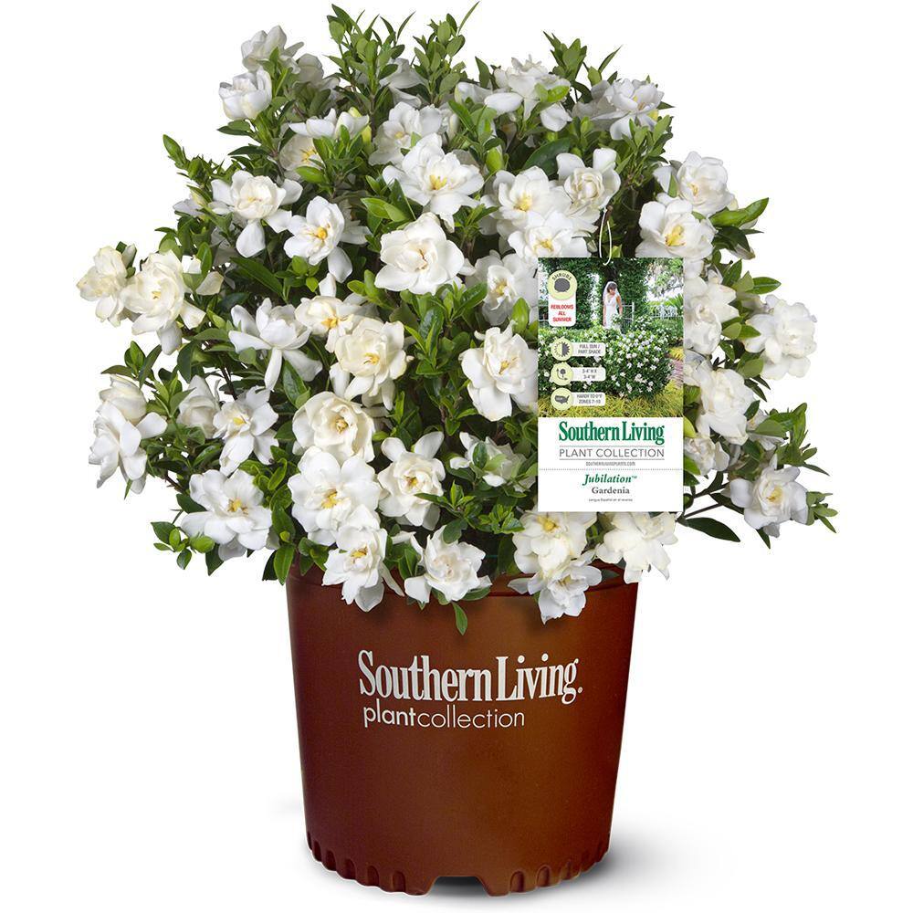 SOUTHERN LIVING 2 g Jubilation Gardenia Shrub with Fragrant White Flowers 14424