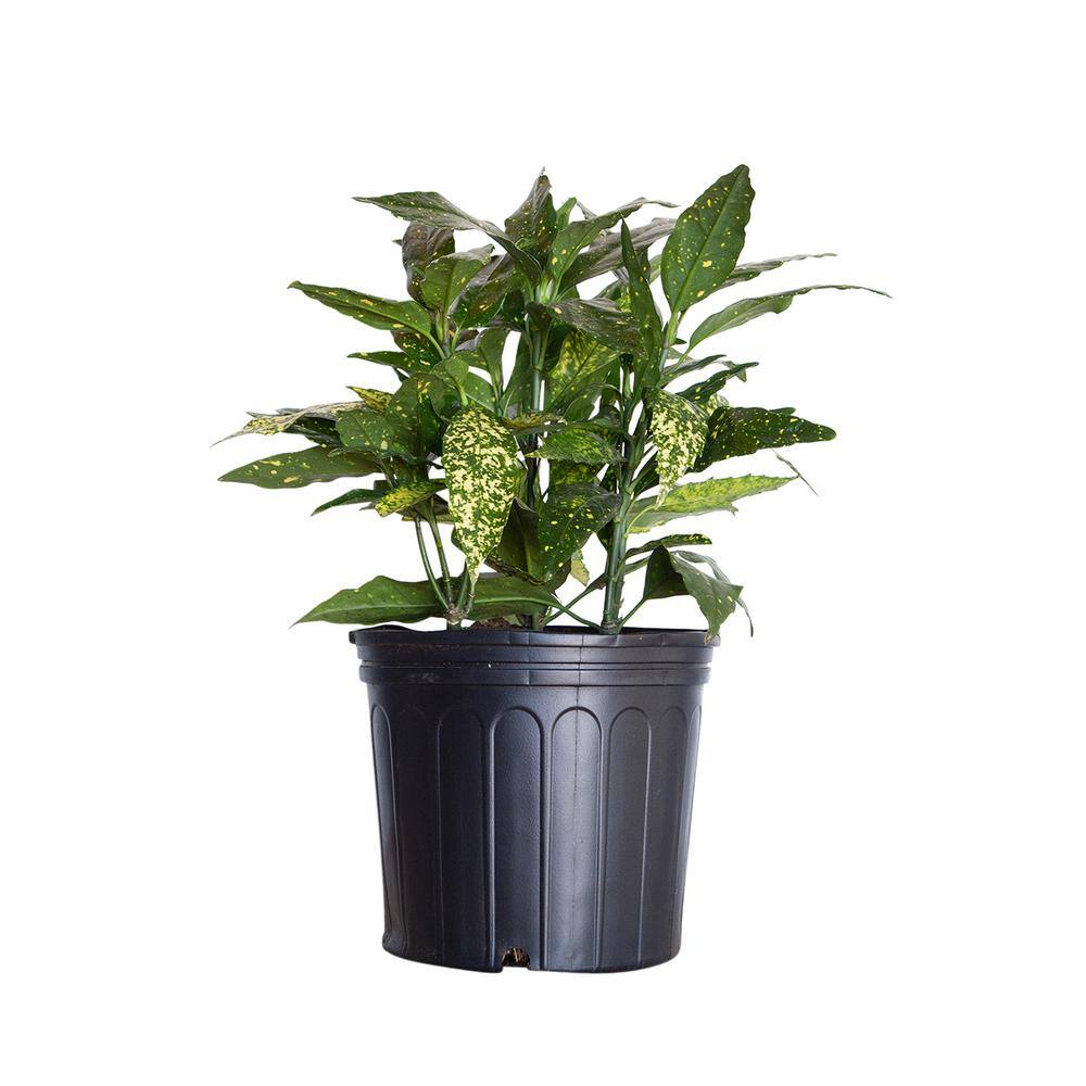 2.5 Gal - Variegated Gold Dust Aucuba Live Evergreen Shrub Plant