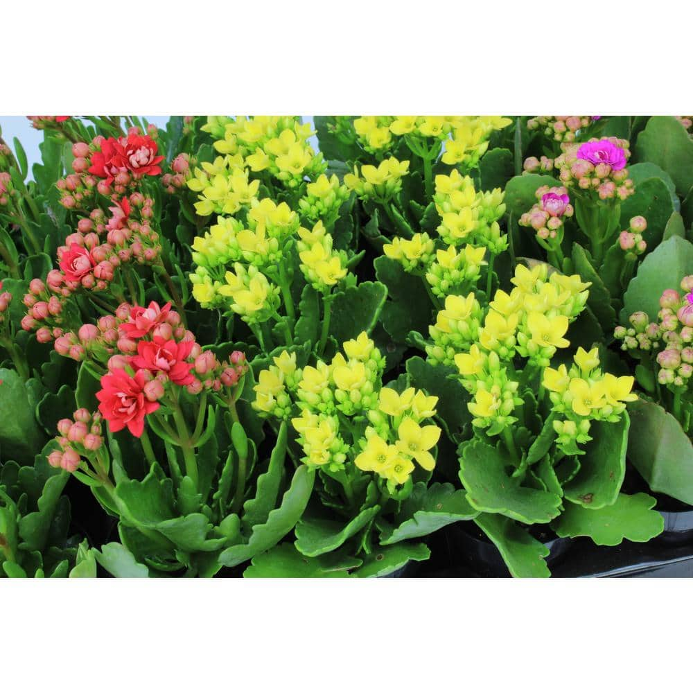 SMART PLANET 9 cm Kalanchoe Blossfeldiana Succulent in Terra Cotta Clay Pot 0872526