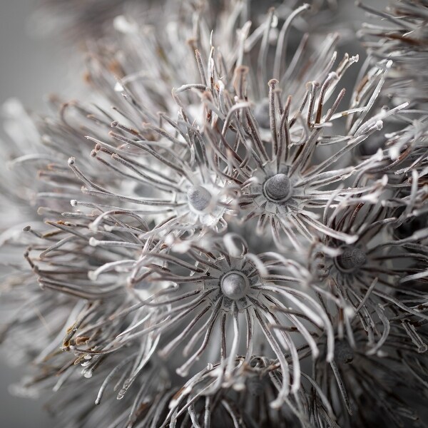 31.5H Sullivans Triple Dusty Charcoal Allium，White