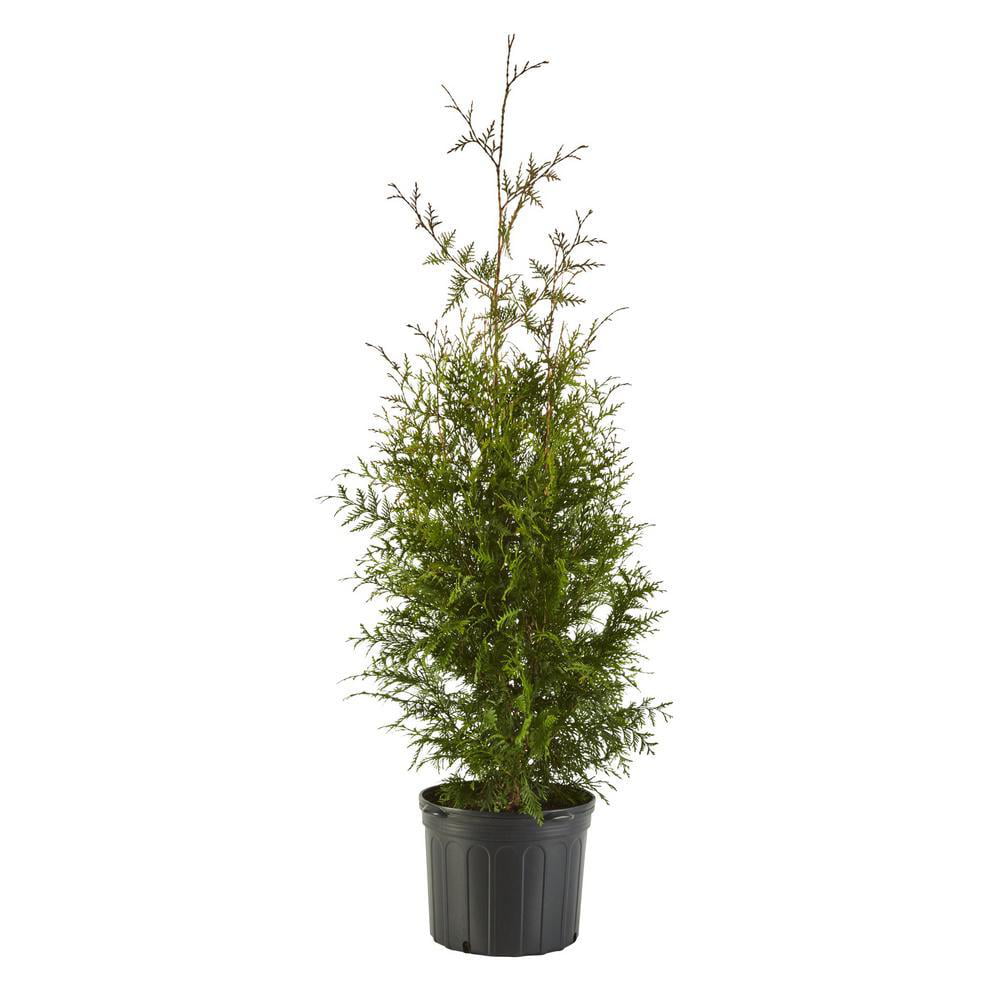 Green Giant Arborvitae Shrub 2.25 Gallon