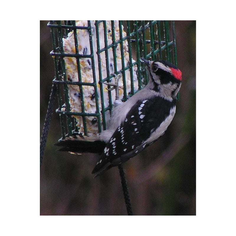 WOODPECKER SUET 11OZ