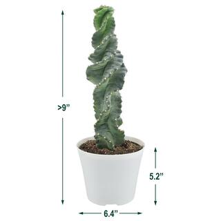 Arcadia Garden Products 6 in. Spiral Tornado Cactus in White Plastic Grower Pot LV77