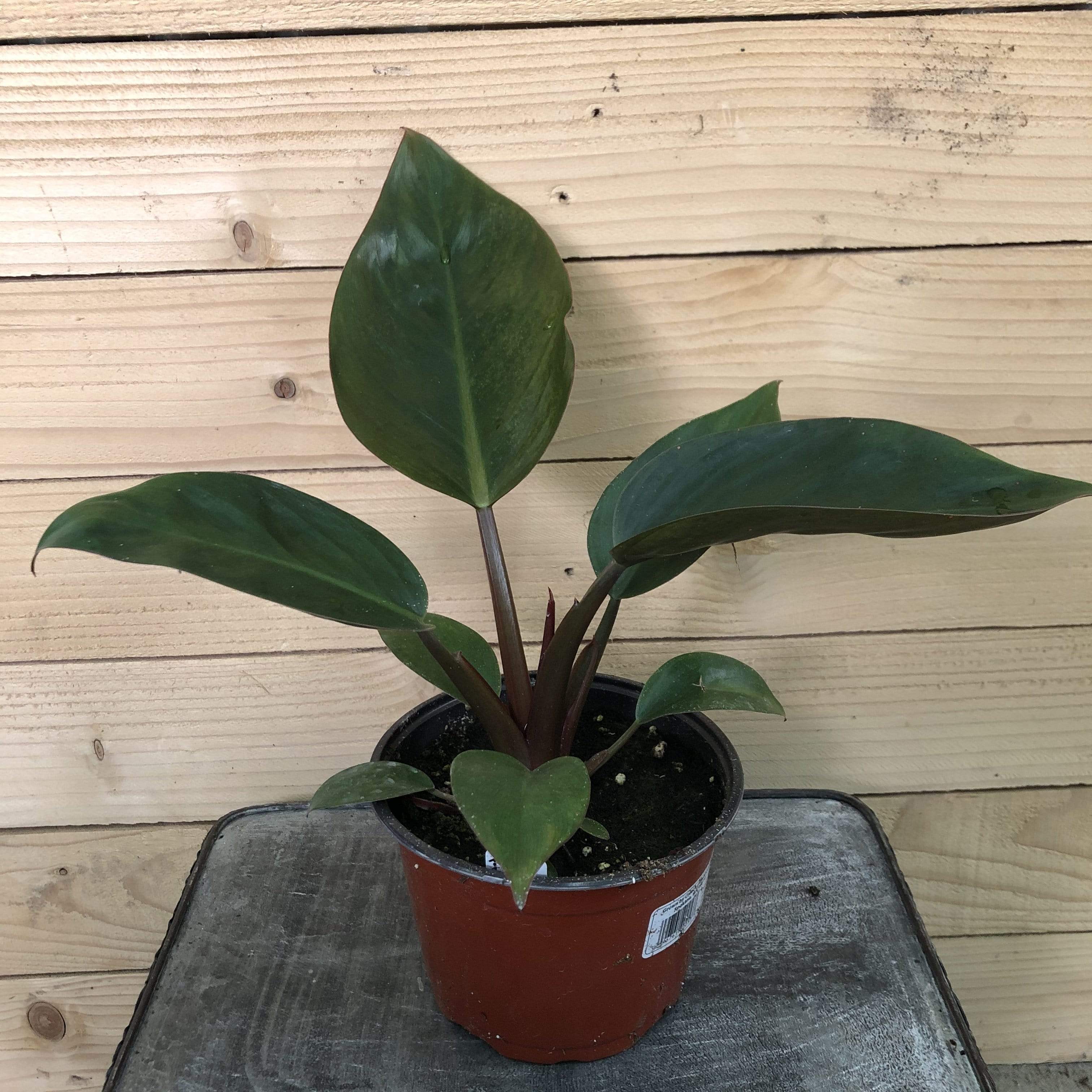 Philodendron Rojo Congo， 6