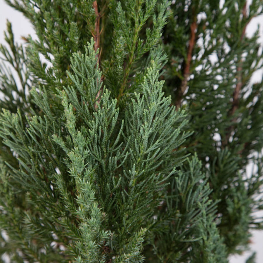 Blue Point Juniper (2.5 Quart) Evergreen Tree with Blue-Green Foliage - Full Sun Live Outdoor Plant