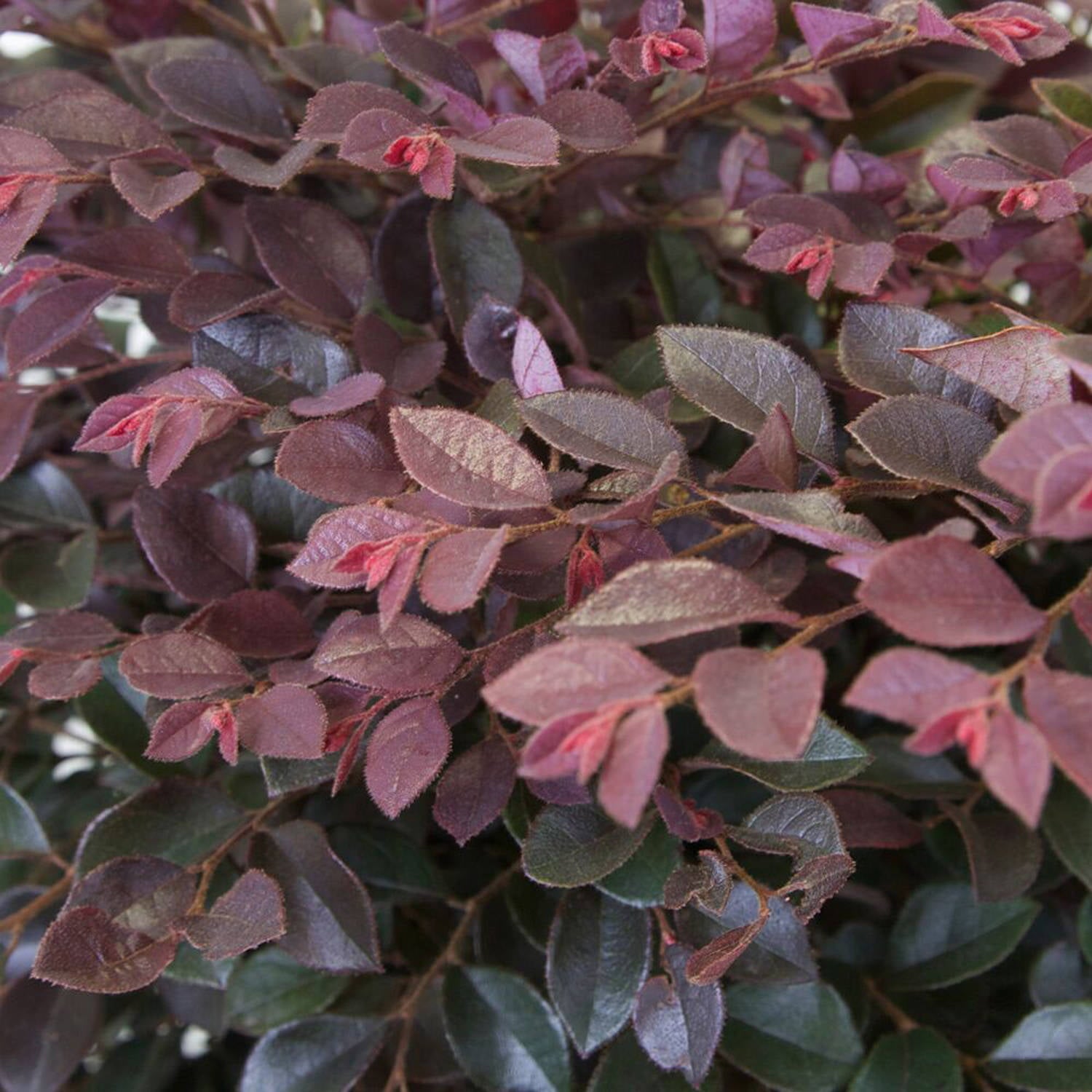 Crimson Fire Dwarf Loropetalum (3 Gallon) Flowering Evergreen Shrub with Purple Foliage - Full Sun Live Outdoor Plant