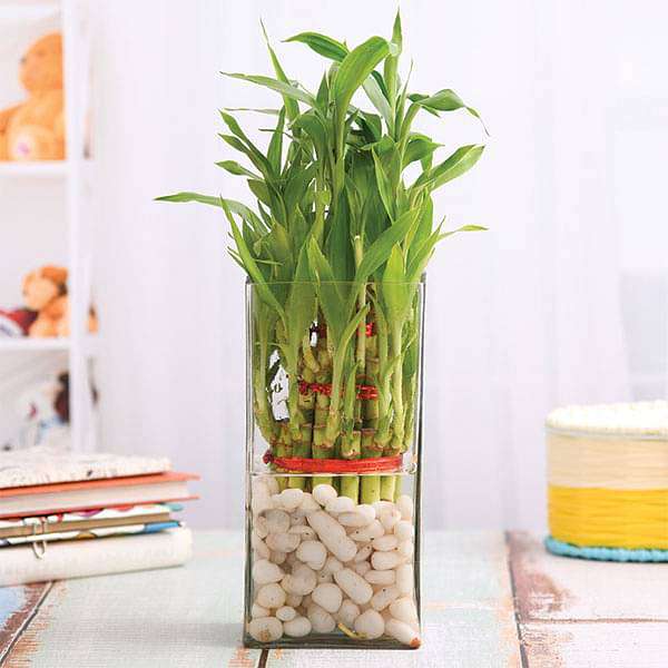 3 Layer Lucky Bamboo in a Glass Vase with Pebbles