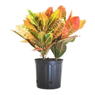 United Nursery Croton Petra Codiaeum Variegatum Live Plant in 9.25 inch Grower Pot 71461