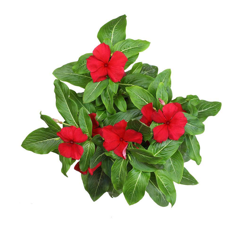 ALTMAN PLANTS 1-Gallon Vinca Plant Red Flowers (Single) 0881453