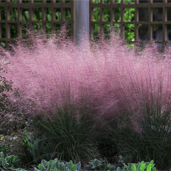 Pink Muhly Grass