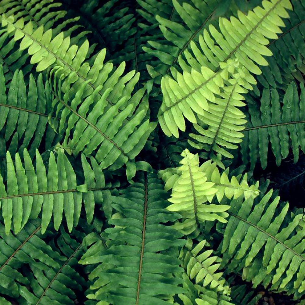 10 in. Boston Fern Hanging Basket Plant with Green Foliage 15200