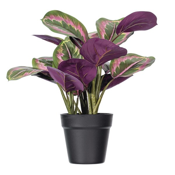 Vickerman 16 Calathea Roseopicta in Black Pot.