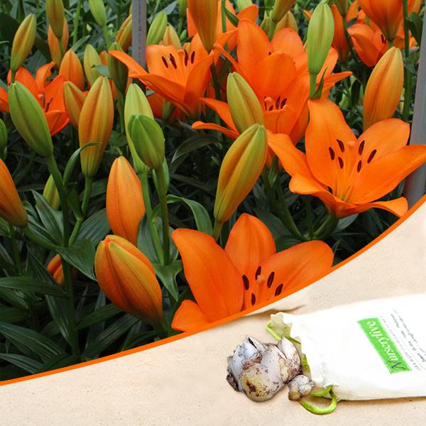 Asiatic Lily, Amiga Lily (Orange) - Bulbs (set of 5)