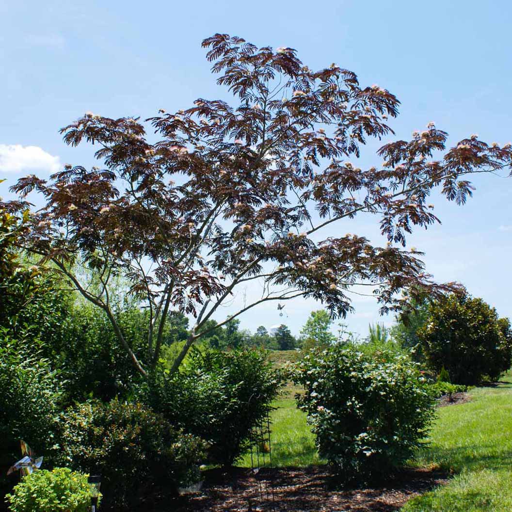 Summer Chocolate Mimosa Tree