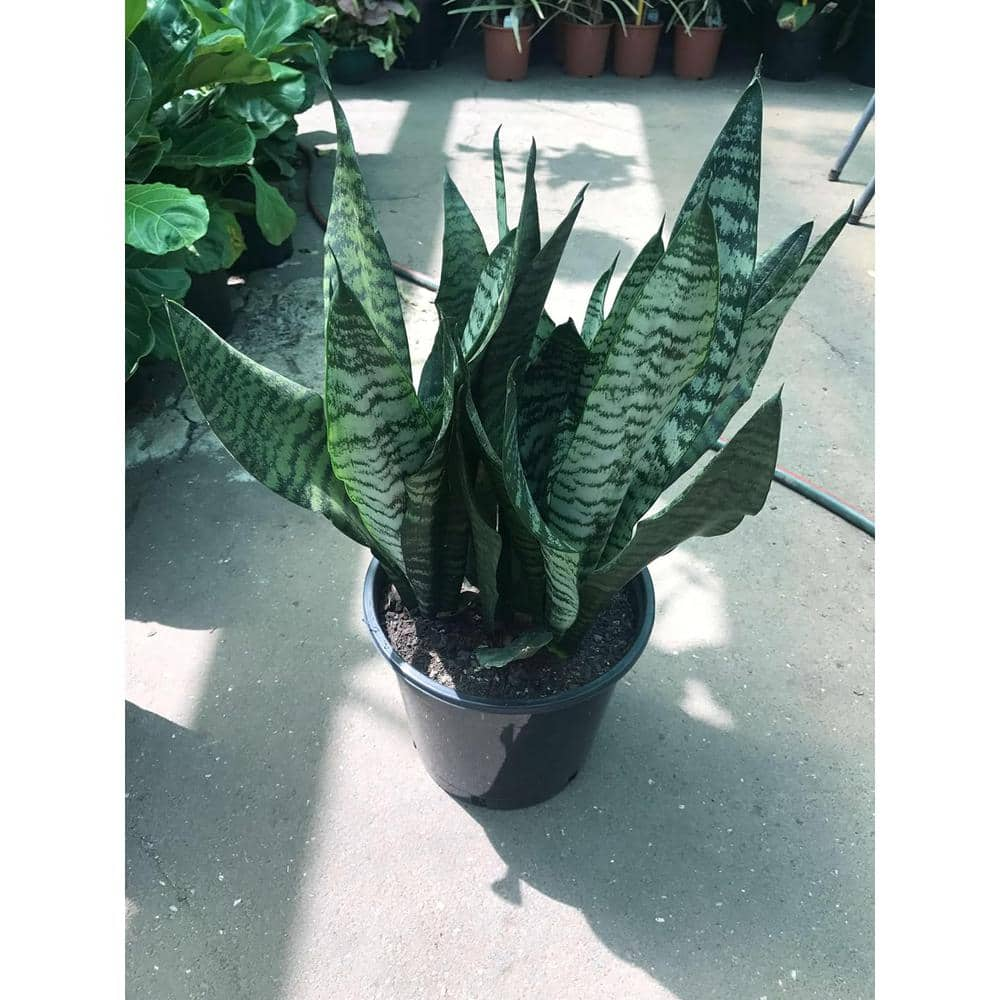 Wekiva Foliage Futura Snake Plant - Live Plant in a 4 in. Pot - Sansevieria Superba - Beautiful and Elegant Easy Care Houseplants FuturaSnakePlant4