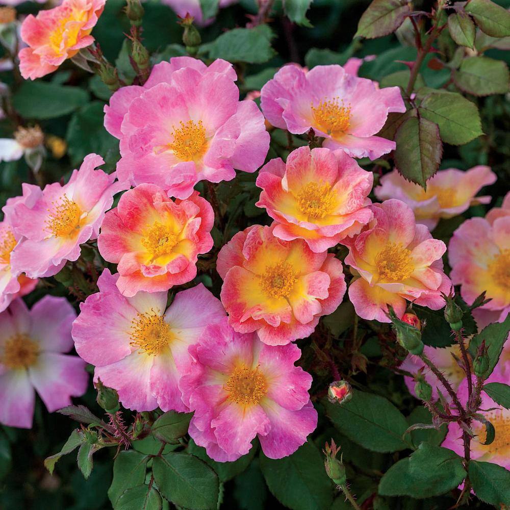 Spring Hill Nurseries Watercolors Home Run Shrub Rose Dormant Bare Root Plant with Multi-Color Flowers (1-Pack) 86135