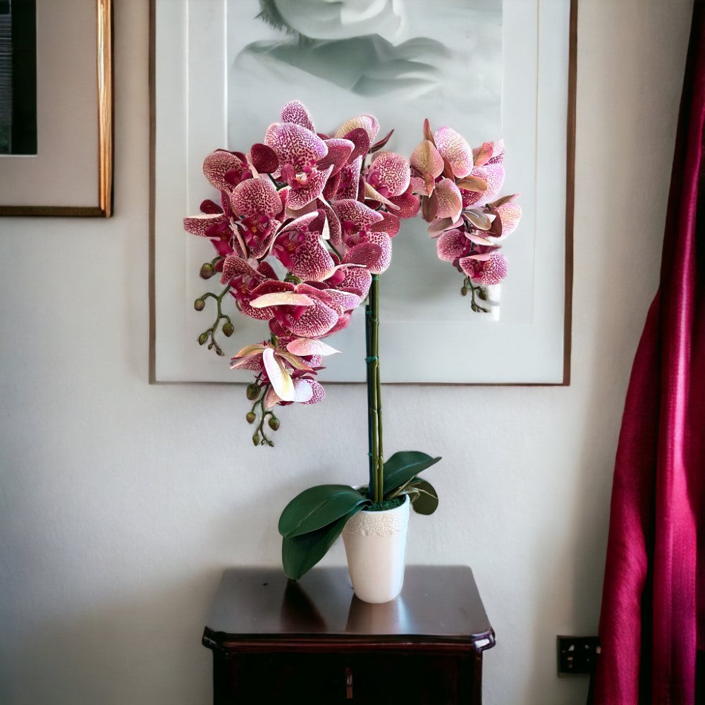 Gorgeous Variegated Orchid with 9 Flowers in Ceramic Pot