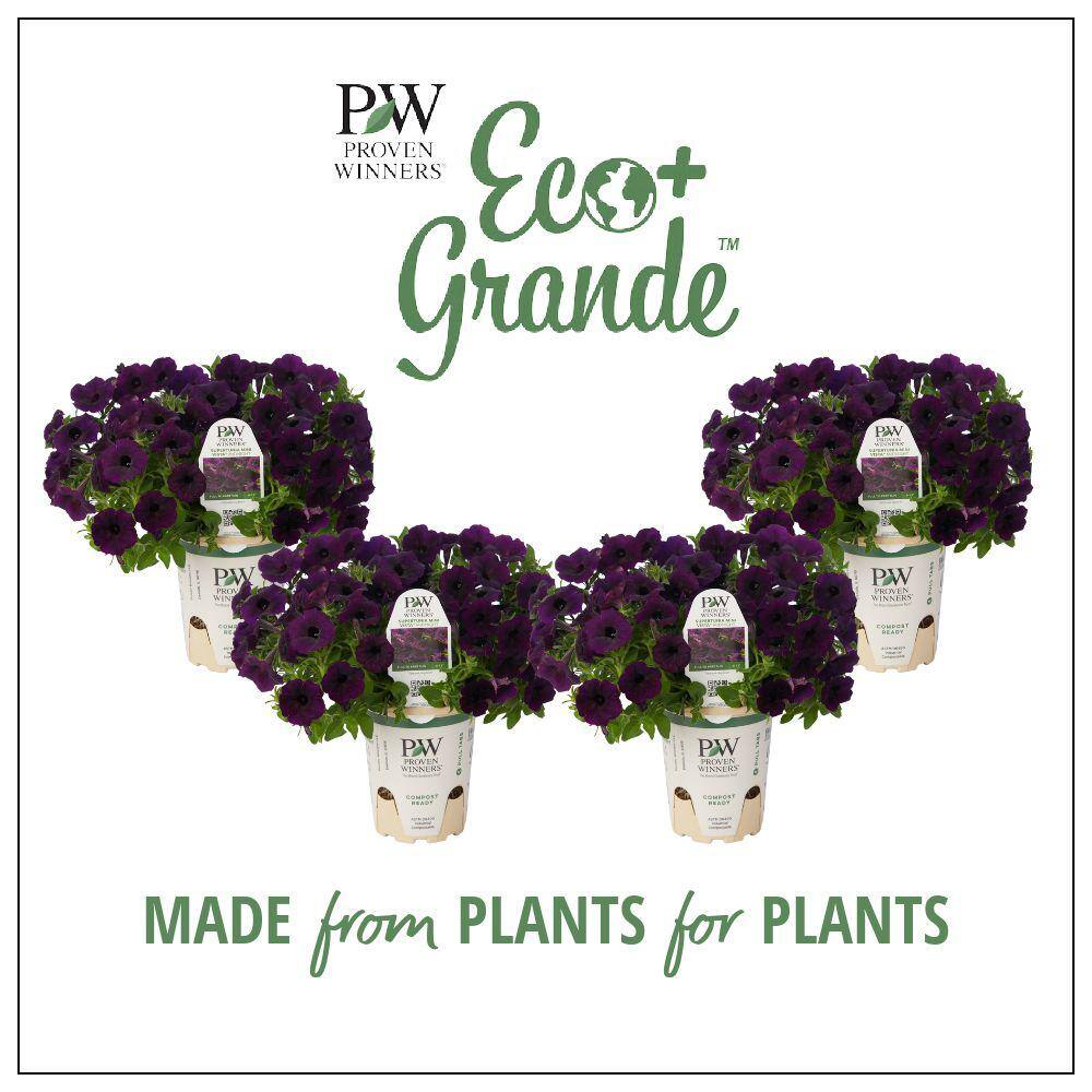 PROVEN WINNERS 4.25 in. Eco Plus Grande Supertunia Mini Vista Midnight Live Annual Plant Purple Flowers (4-Pack) SUPPRW6257504