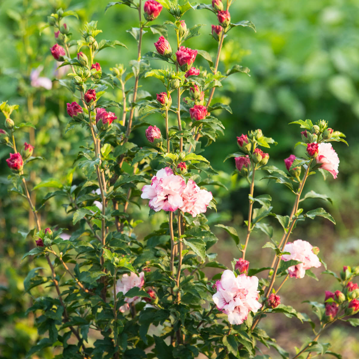 Strawberry Smoothie Rose of Sharon Althea Deciduous Flowering Shrub， grown in a 2.25 Gallon Pot (1-Pack)