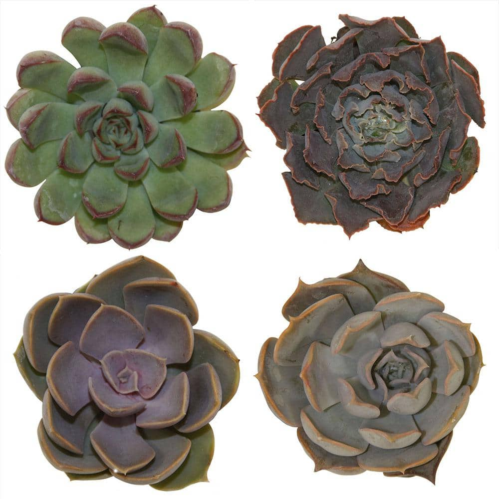 Costa Farms Small Assorted Echeveria Succulents in 2.5 in. Grower Pot， Avg. Shipping Height 3 in. Tall (4-Pack) 2SUCCECHGROW4PK