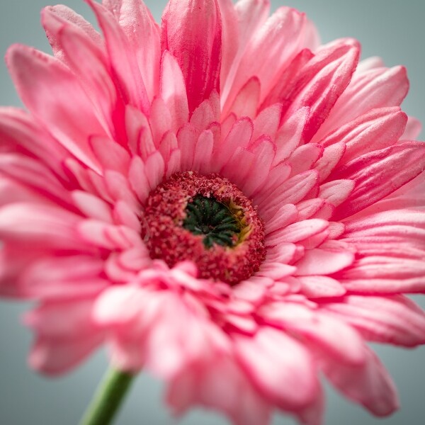 Sullivans 25 in. Gerbera Daisy Stem