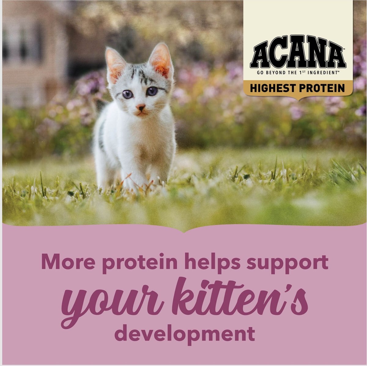 ACANA Highest Protein Grain-Free Dry Kitten Food， 4-lb bag