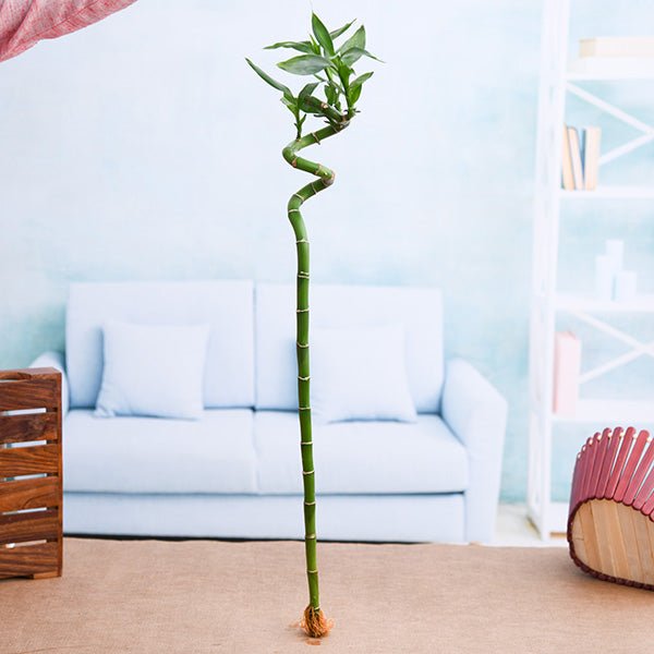 60 cm Spiral Stick Lucky Bamboo Plant